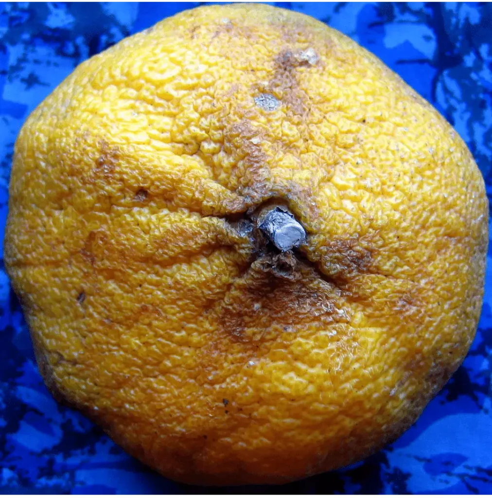 8 Surprising Benefits of Ugli Fruit You Need to Know in 2024