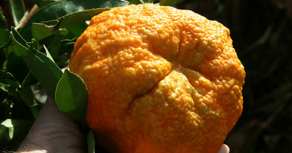 8 Surprising Benefits of Ugli Fruit You Need to Know in 2024