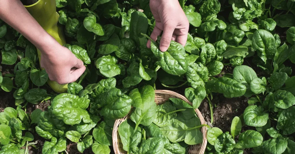 10 Incredible Health Benefits of Spinach You Must Know in 2024!