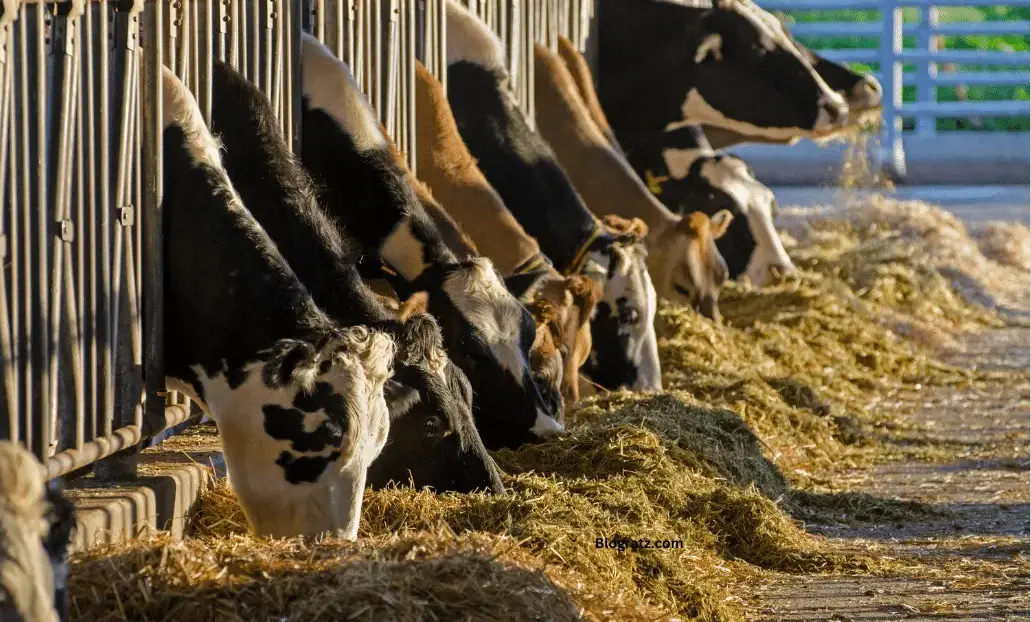 The fifth herd of dairy cows in Michigan has contracted avian flu.